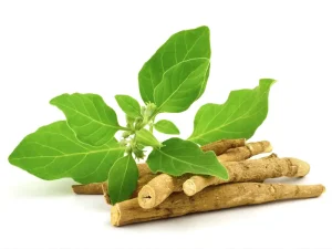ashwagandha plant and roots